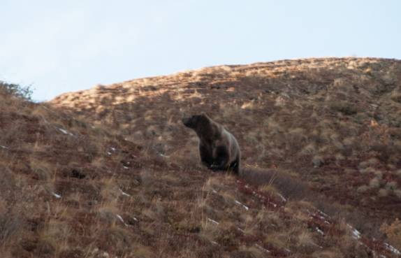 Um enorme grizzly macho caminha pelo Denali National Park, no Alaska